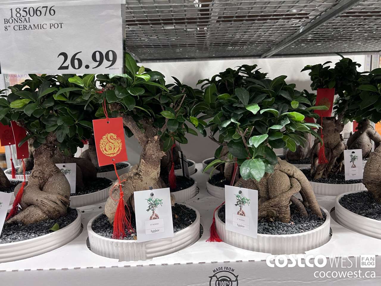 1850676 BONSAI 8