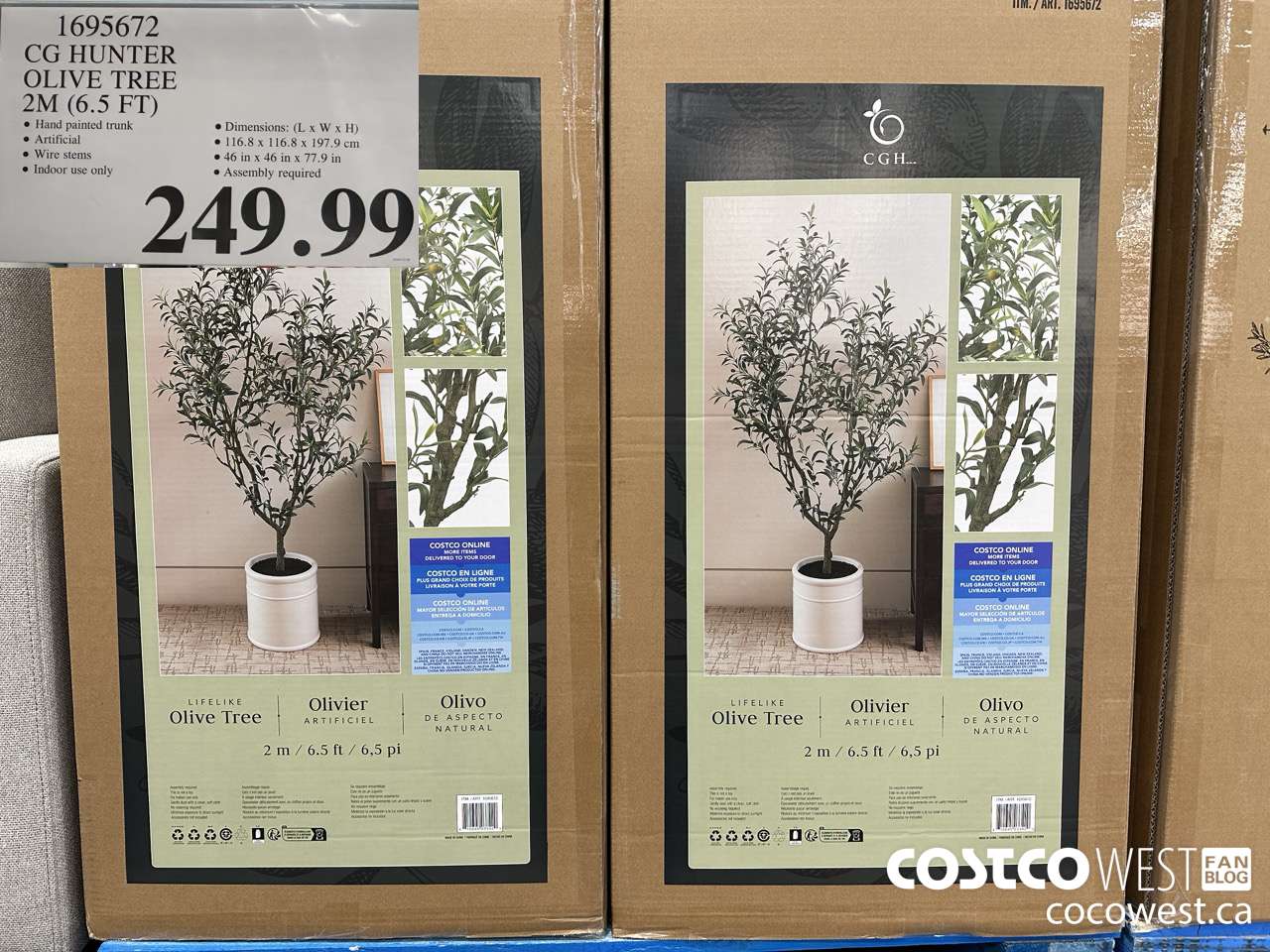 1695672 CG HUNTER OLIVE TREE 2M (6.5 FT) $249.99