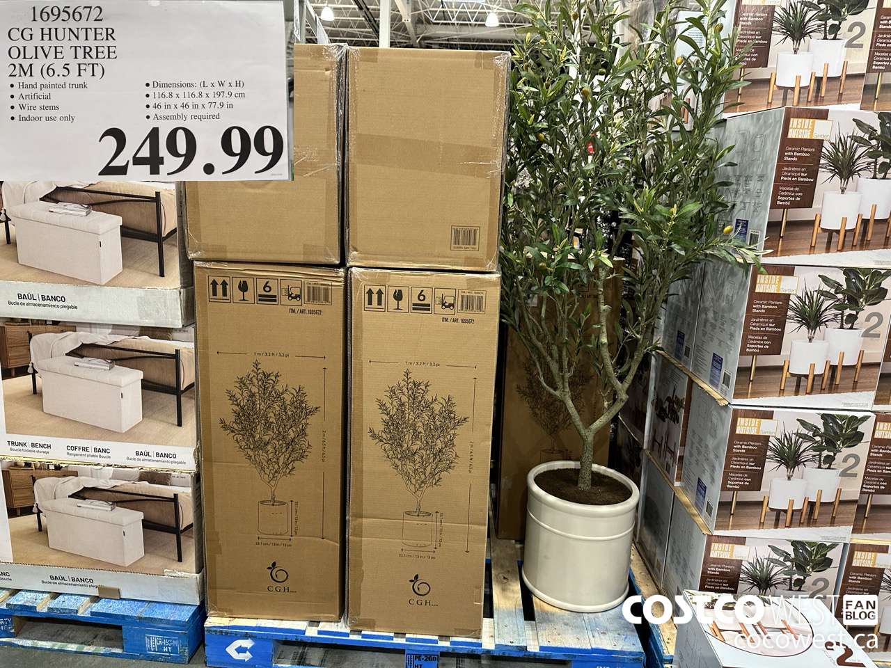 1695672 CG HUNTER OLIVE TREE 2M (6.5 FT) $249.99