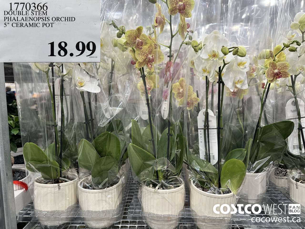 1770366 DOUBLE STEM PHALAENOPSIS ORCHID $18.99