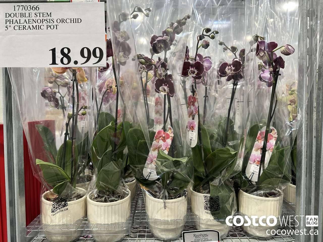 1770366 DOUBLE STEM PHALAENOPSIS ORCHID $18.99