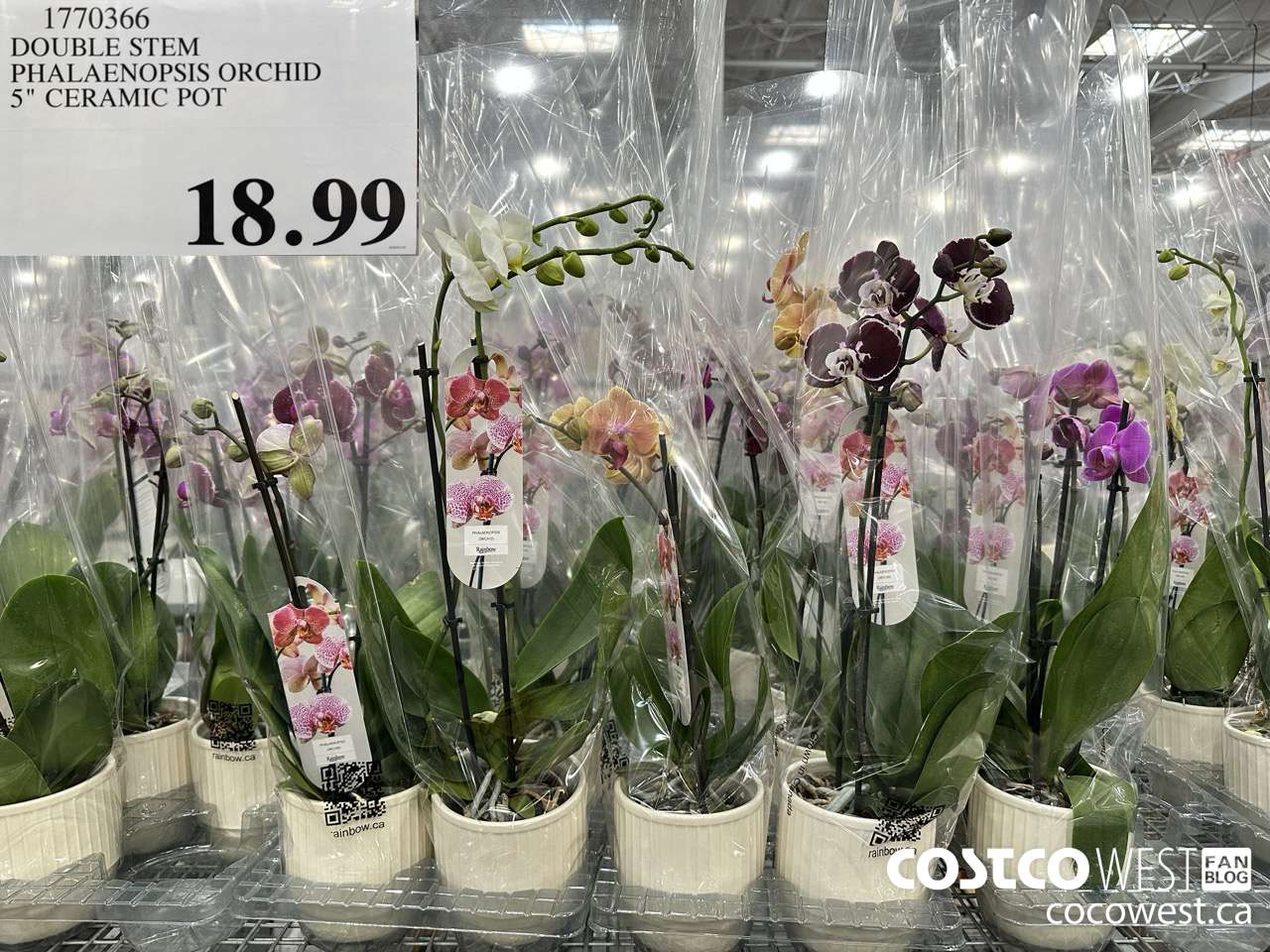 1770366 DOUBLE STEM PHALAENOPSIS ORCHID $18.99