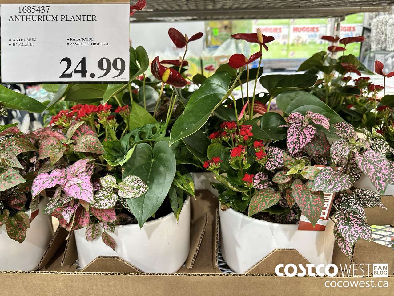 1685437 ANTHURIUM PLANTER $24.99
