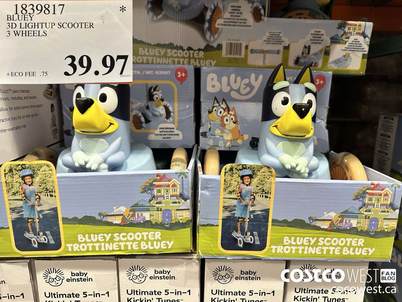 1839817 BLUEY 3D LIGHTUP SCOOTER 3 WHEELS $39.97