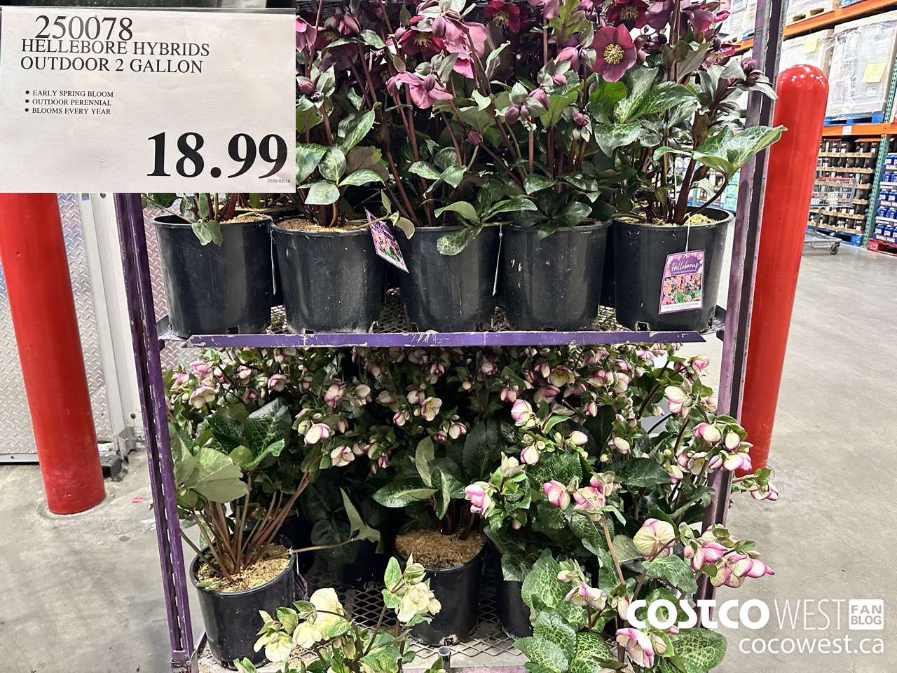 250078 HELLEBORE HYBRIDS OUTDOOR 2 GALLON $18.99