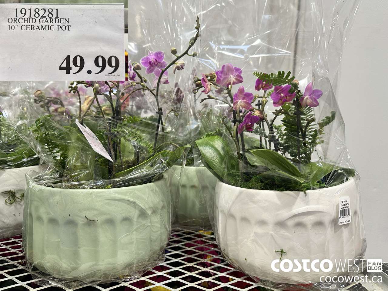 1918281 ORCHID GARDEN 10