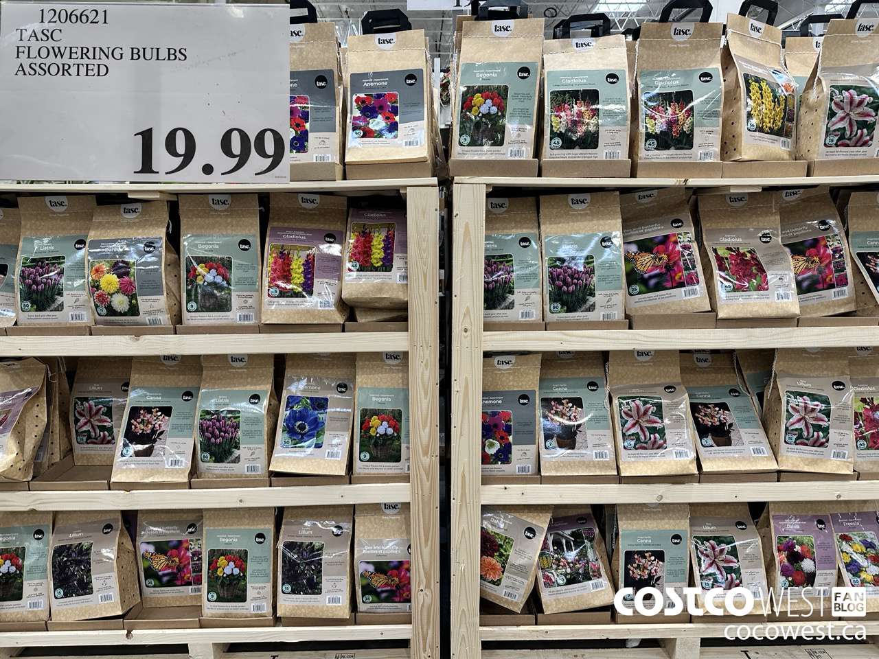 1206621 TASC FLOWERING BULBS ASSORTED $19.99