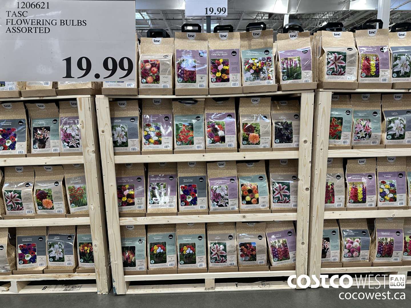 1206621 TASC FLOWERING BULBS ASSORTED $19.99