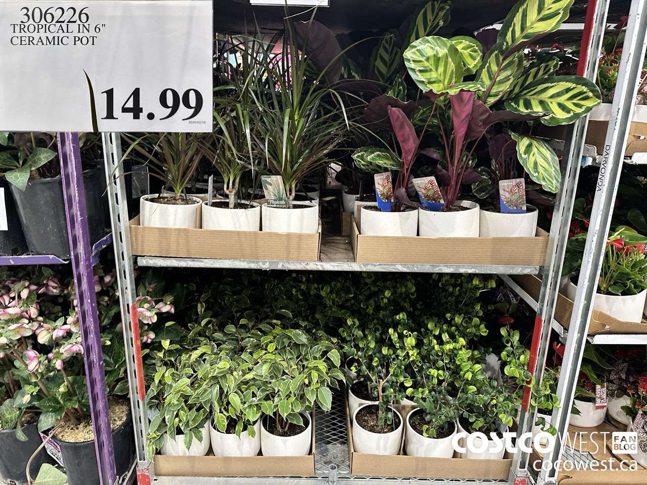 306226 TROPICAL IN 6