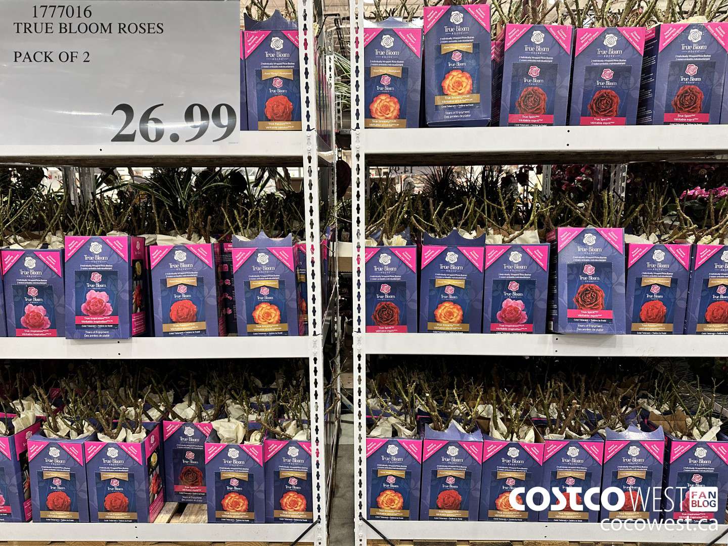 1777016 TRUE BLOOM ROSES PACK OF 2 $26.99