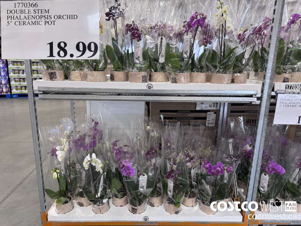 1770366 DOUBLE STEM PHALAENOPSIS ORCHID $18.99