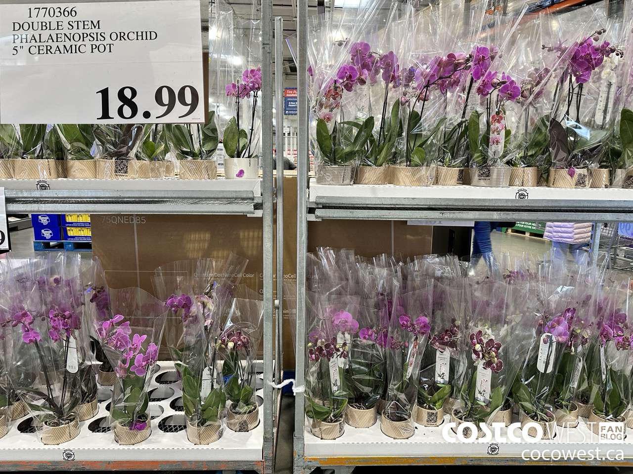 1770366 DOUBLE STEM PHALAENOPSIS ORCHID $18.99