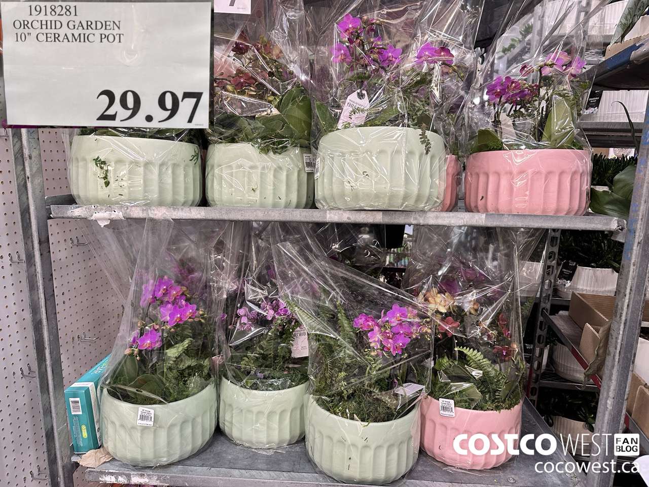 1918281 ORCHID GARDEN 10