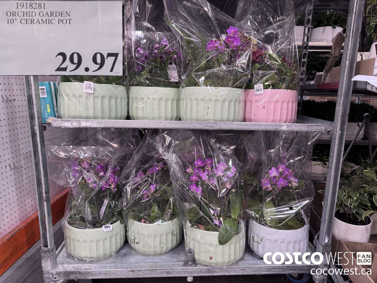 1918281 ORCHID GARDEN 10