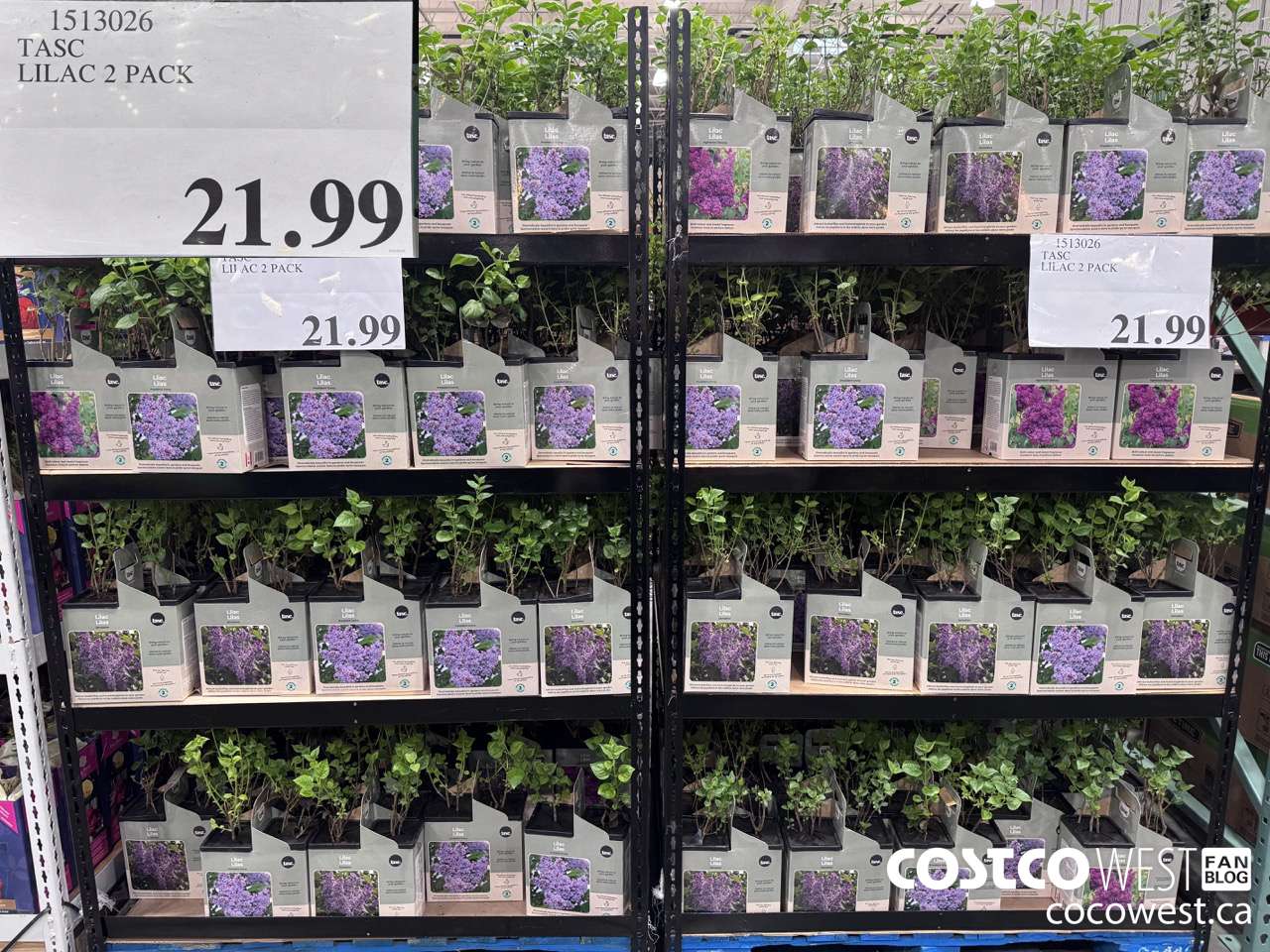 1513026 TASC LILAC 2 PACK $21.99