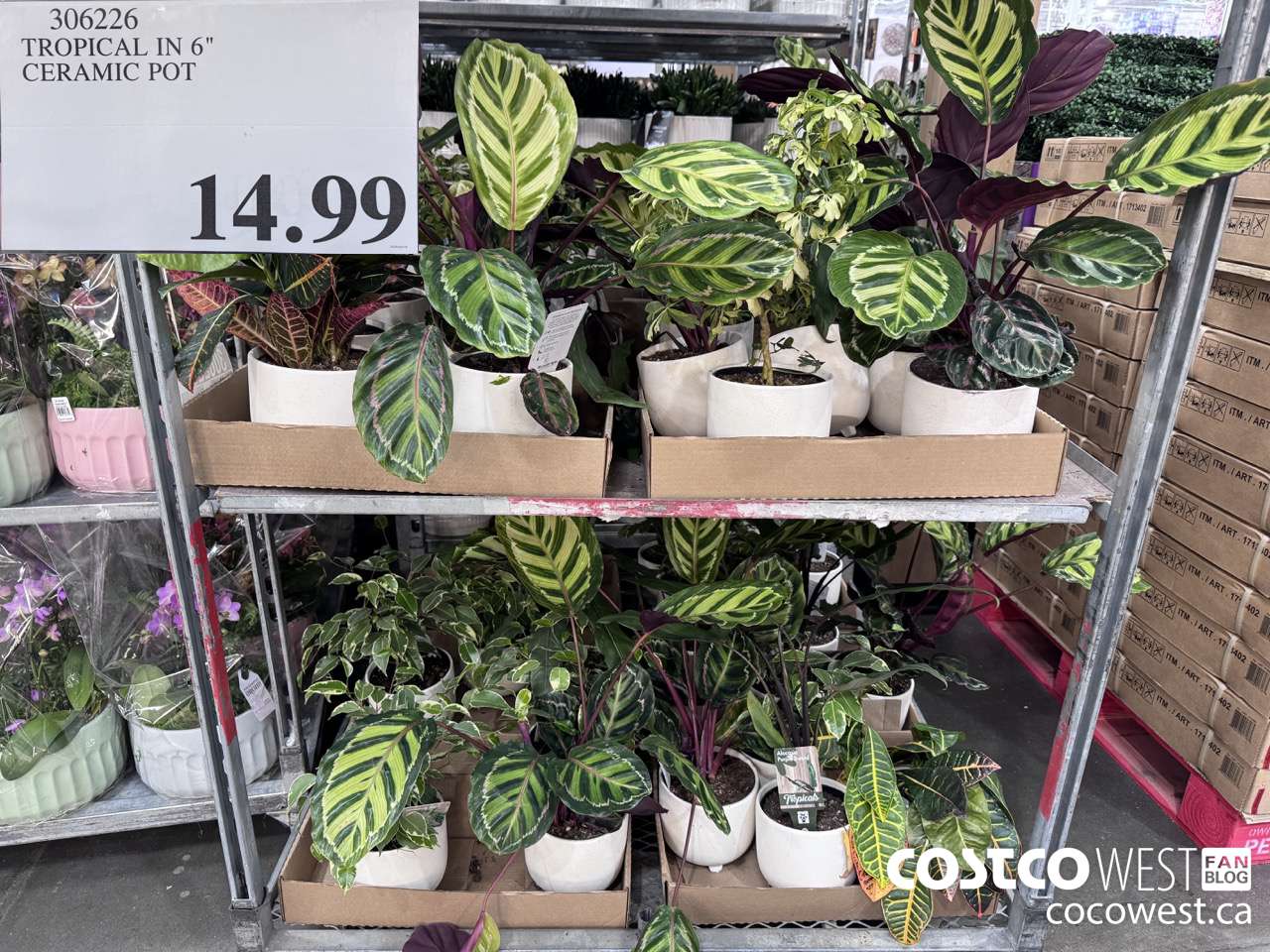 306226 TROPICAL IN 6