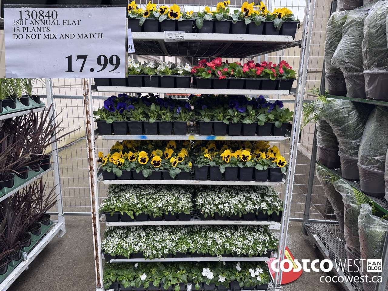 130840 1801 ANNUAL FLAT 18 PLANTS $17.99