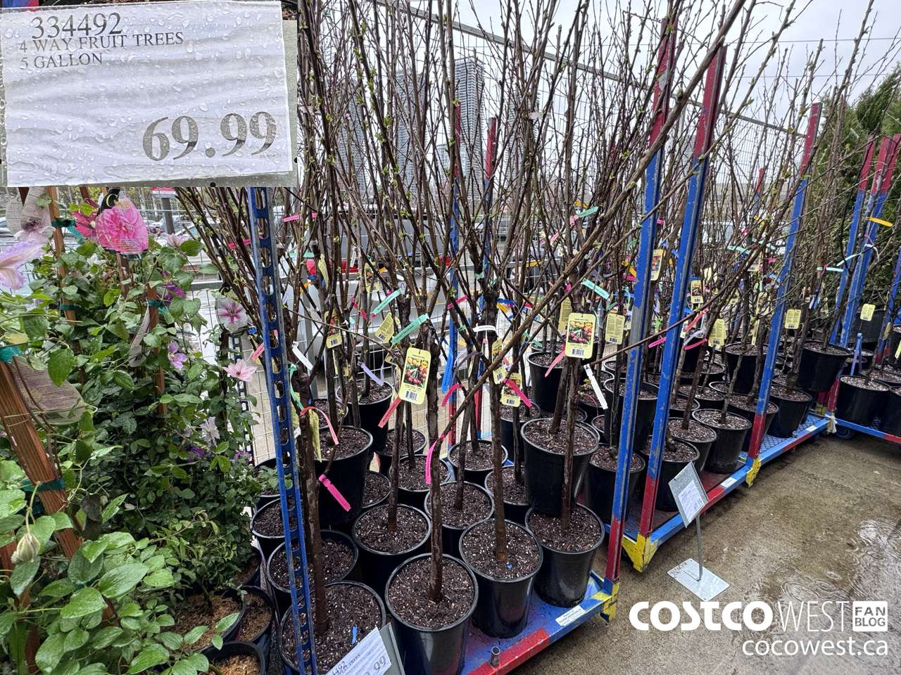 334492 4 WAY FRUIT TREES $69.99
