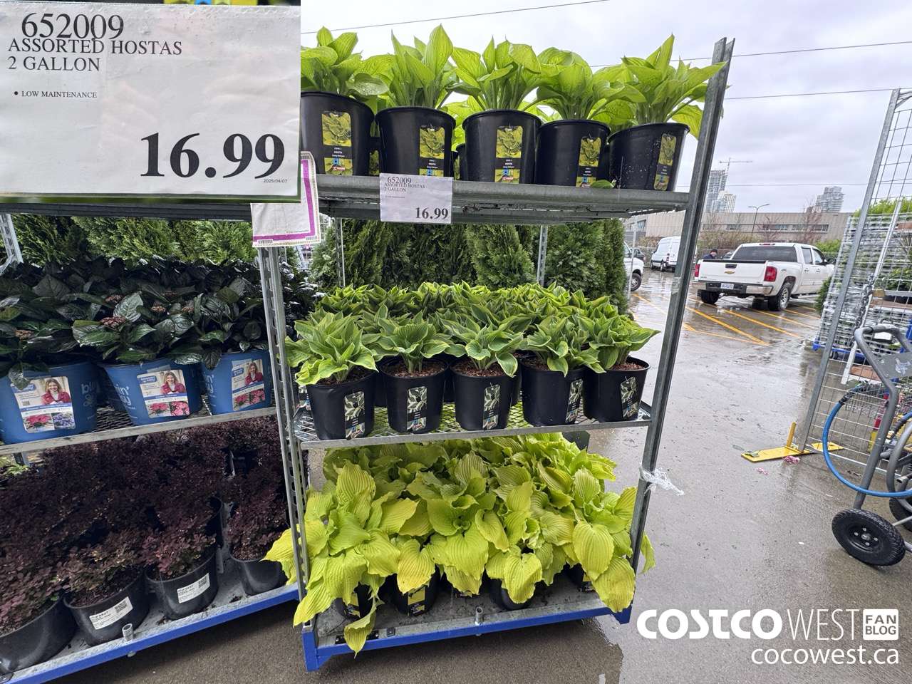 652009 ASSORTED HOSTAS 2 GALLON $16.99
