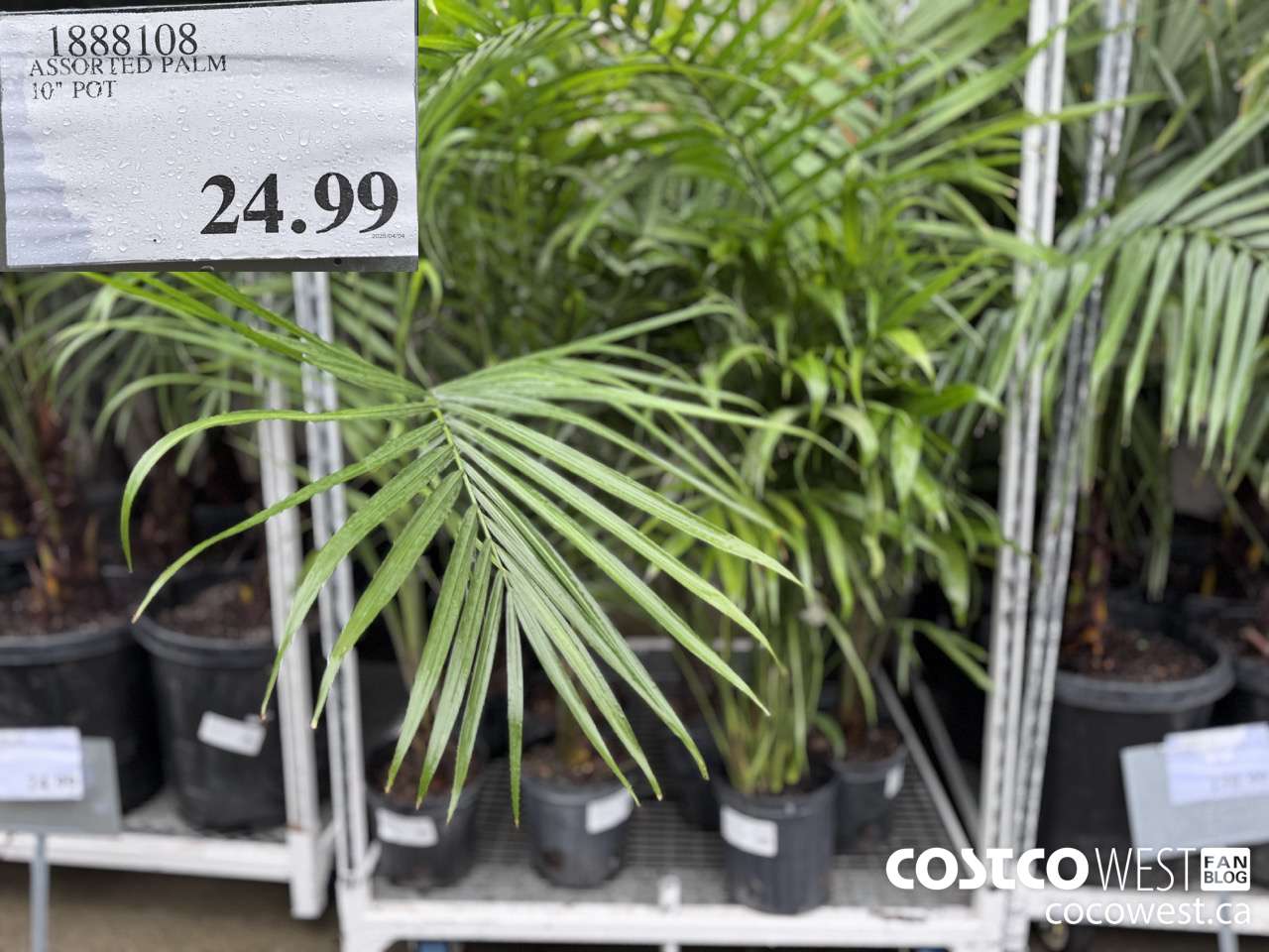 1888108 ASSORTED PALM 10