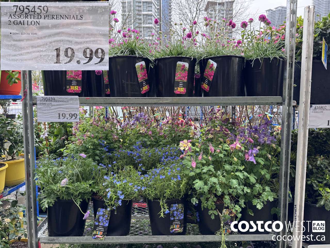 795459 ASSORTED PERENNIALS 2 GALLON $19.99