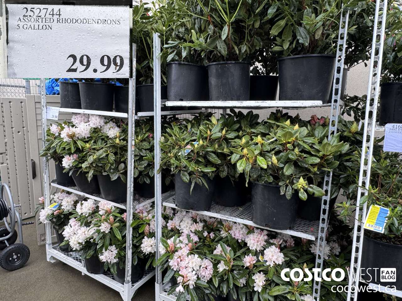 252744 ASSORTED RHODODENDRONS 5 GALLON $29.99