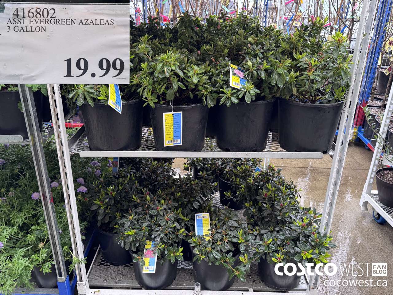 416802 ASST EVERGREEN AZALEAS 3 GALLON $19.99