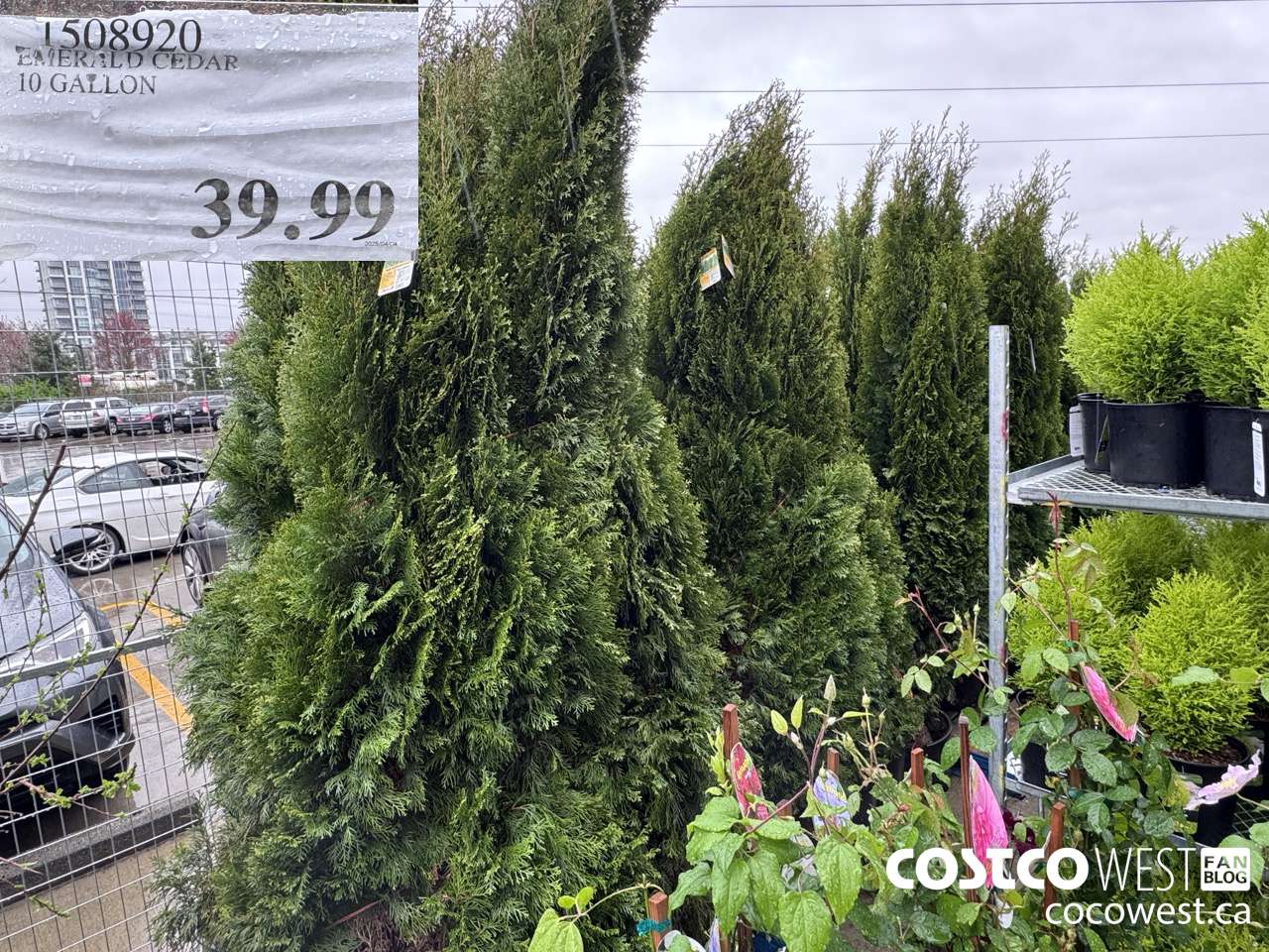 1508920 CEDAR TREE 6.5-8FT HIGH $39.99