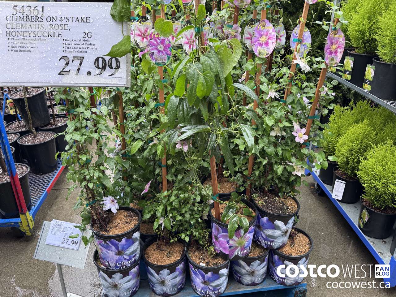 54361 CLIMBERS ON 4' STAKE CLEMATIS, ROSE, HONEYSUCKLE 2G $27.99