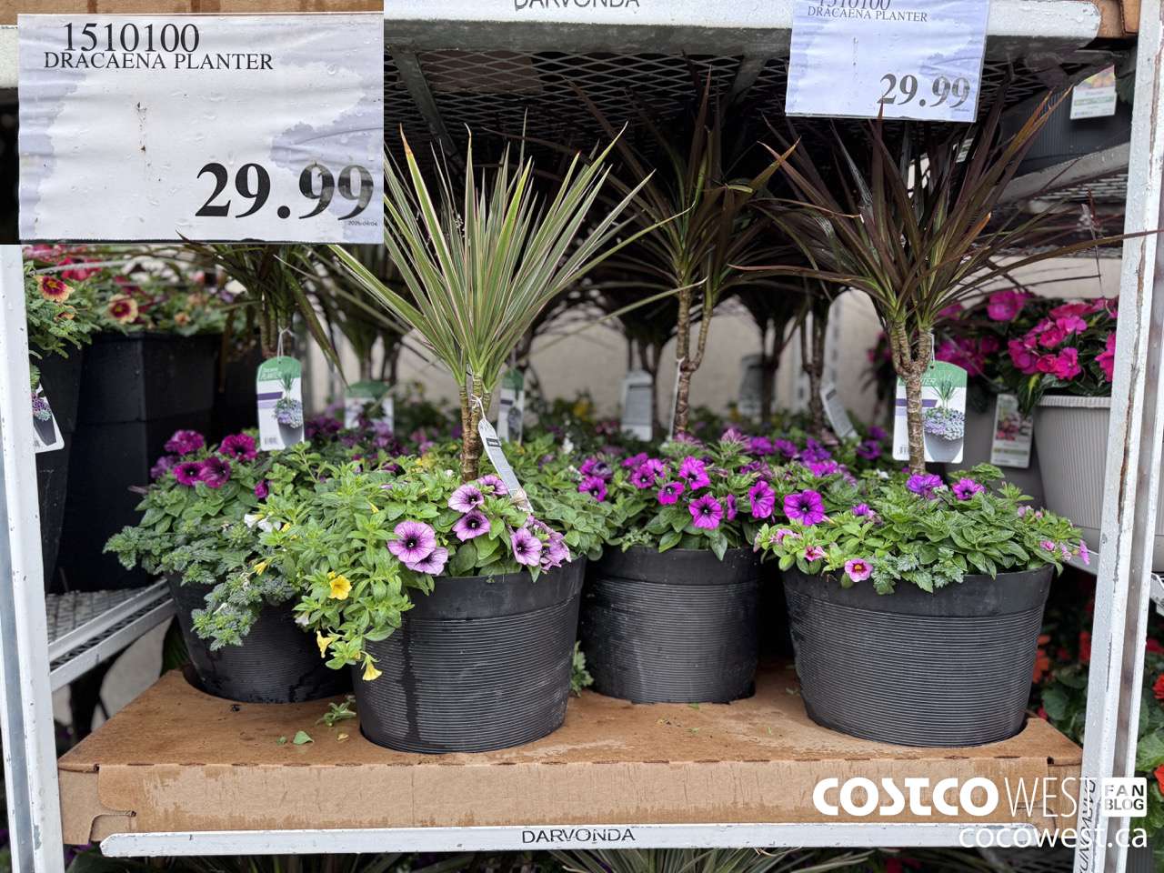 1510100 DRACAENA PLANTER $29.99