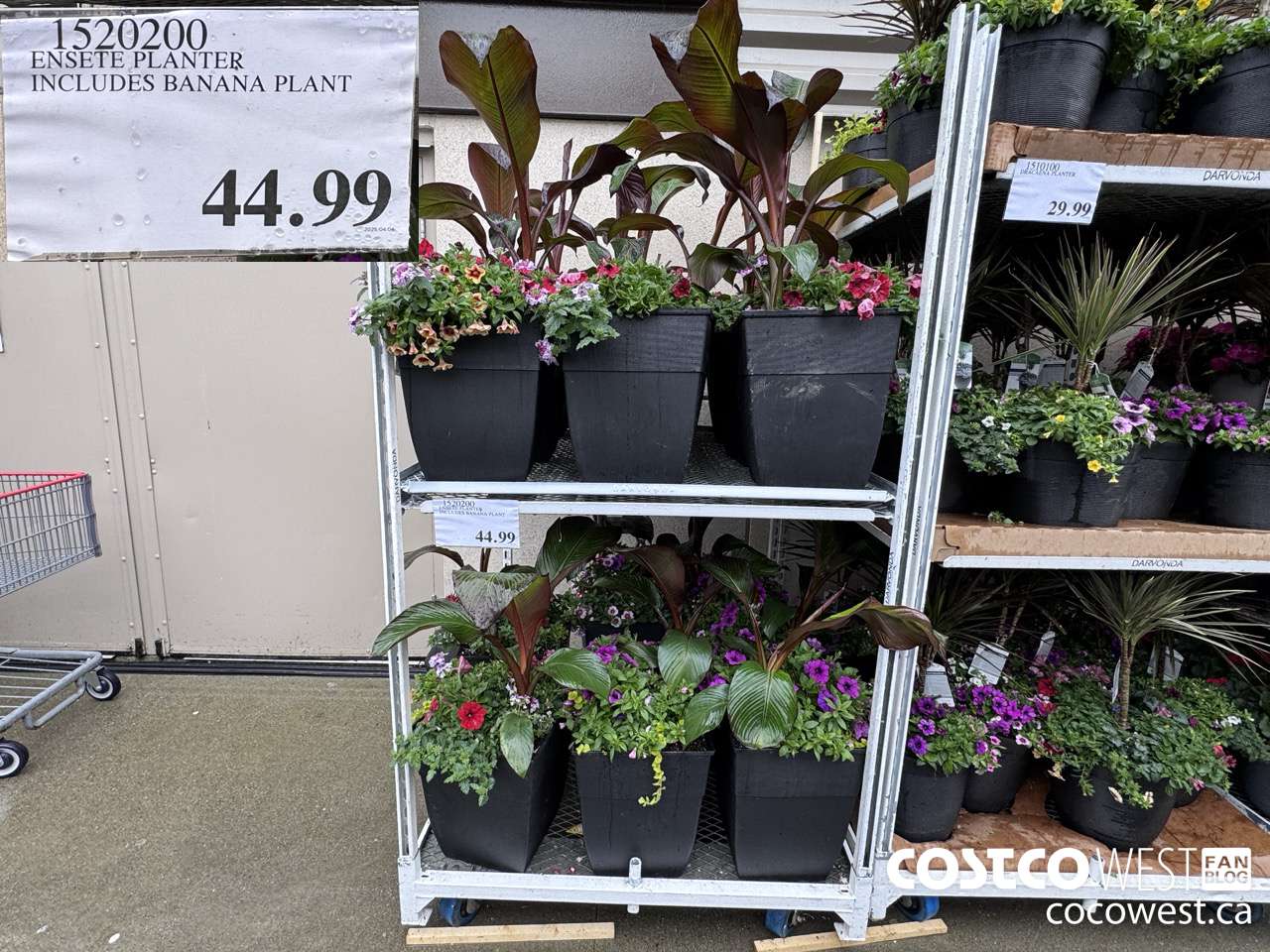 1520200 ENSETE PLANTER INCLUDES BANANA PLANT $44.99