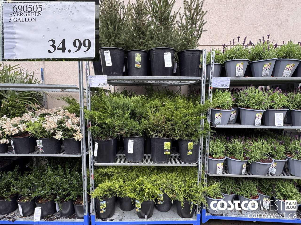 690505 EVERGREEN 5 GALLON $34.99