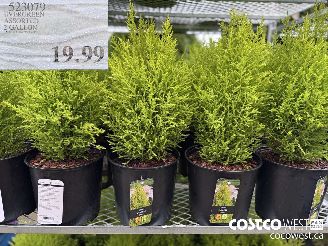 523079 EVERGREEN ASSORTED 2 GALLON $19.99