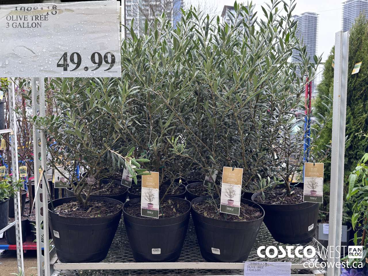1888118 OLIVE TREE 3 GALLON $49.99