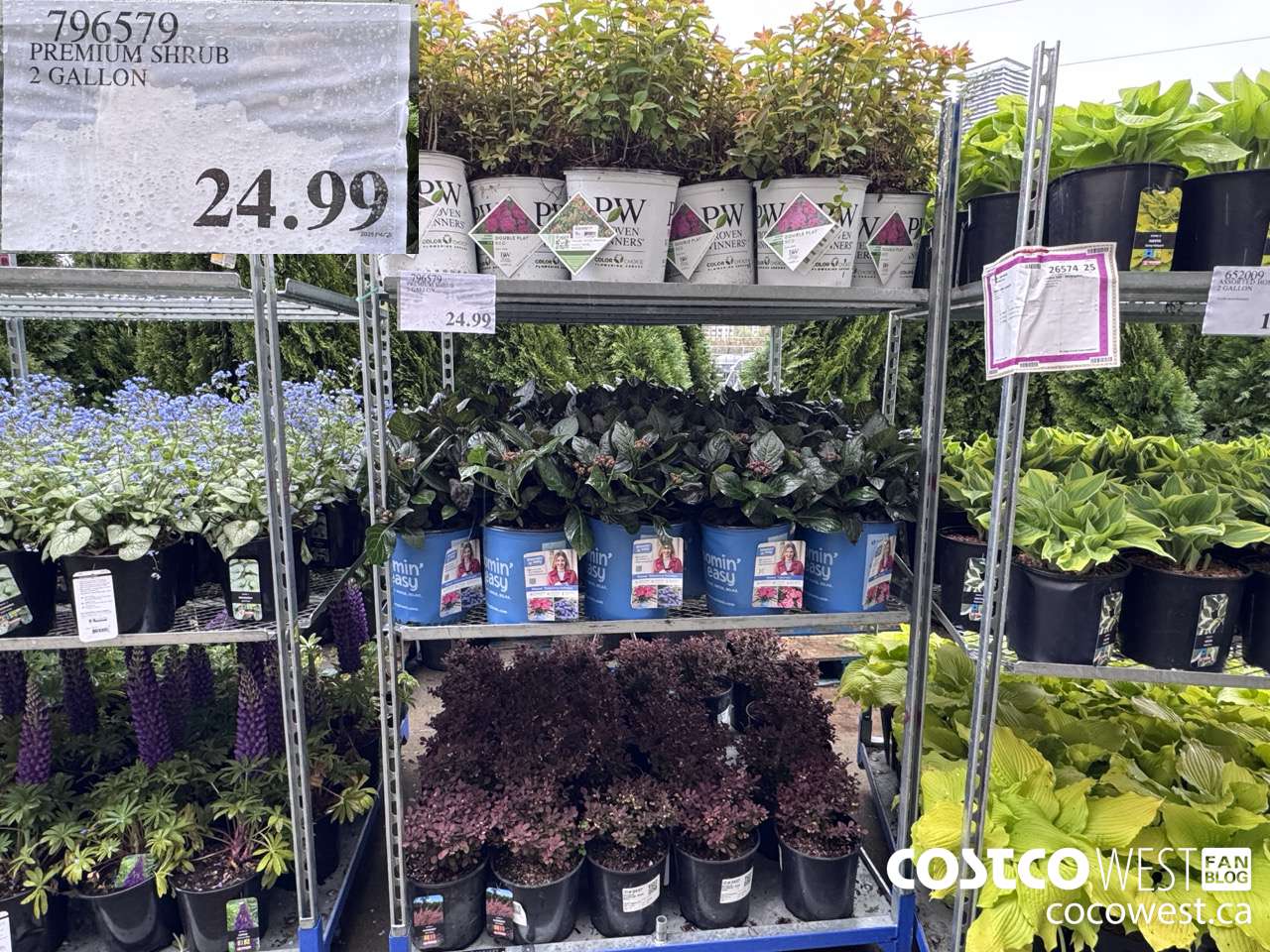 796579 PREMIUM SHRUB 2 GALLON $24.99