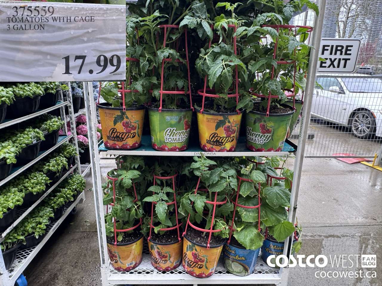 375559 TOMATOES WITH CAGE 3 GALLON  $17.99