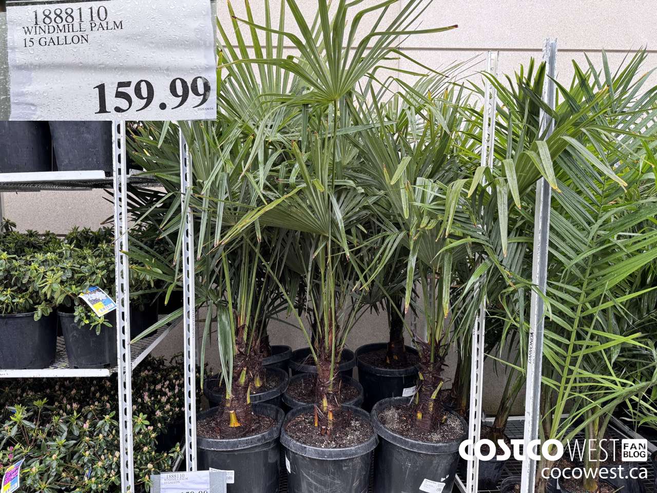 1888110 WINDMILL PALM 15 GALLON $159.99