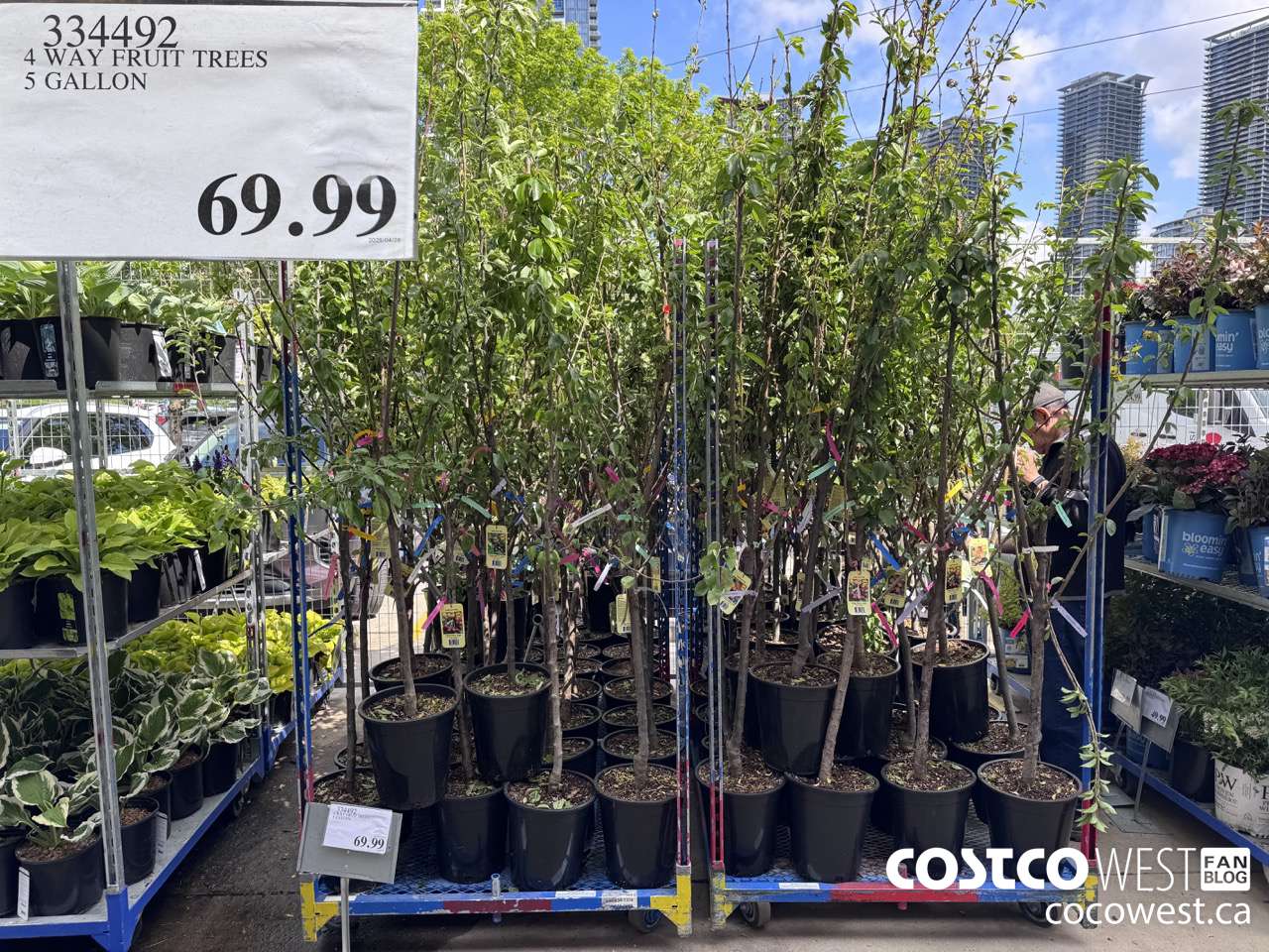 334492 4 WAY FRUIT TREES $69.99