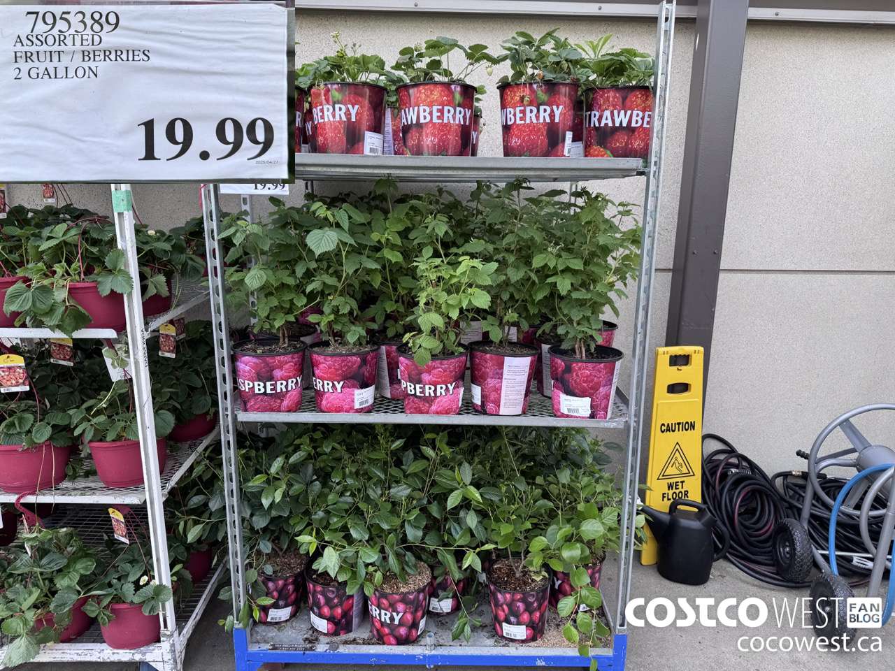 795389 ASSORTED FRUIT/BERRIES 2 GALLON $19.99