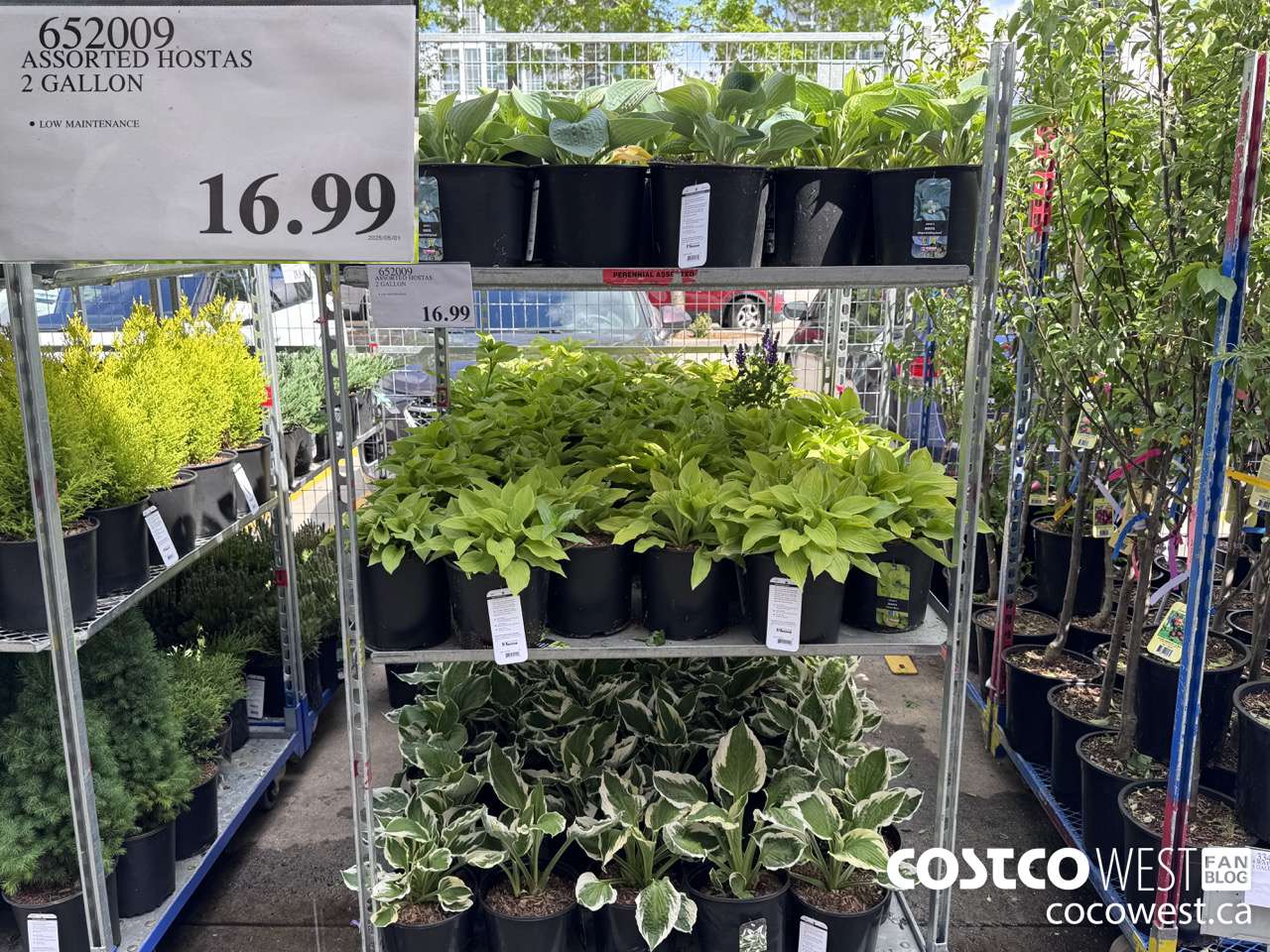 652009 ASSORTED HOSTAS 2 GALLON $16.99