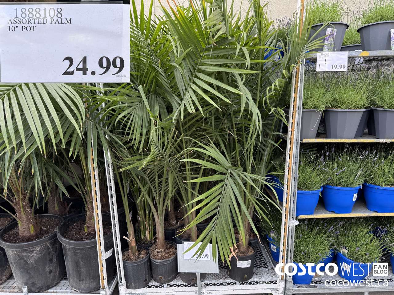 1888108 ASSORTED PALM 10