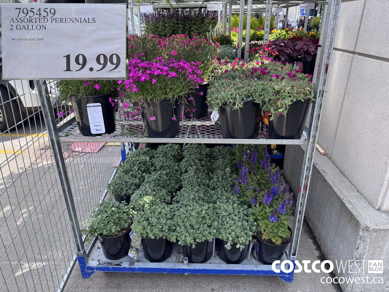 795459 ASSORTED PERENNIALS 2 GALLON $19.99