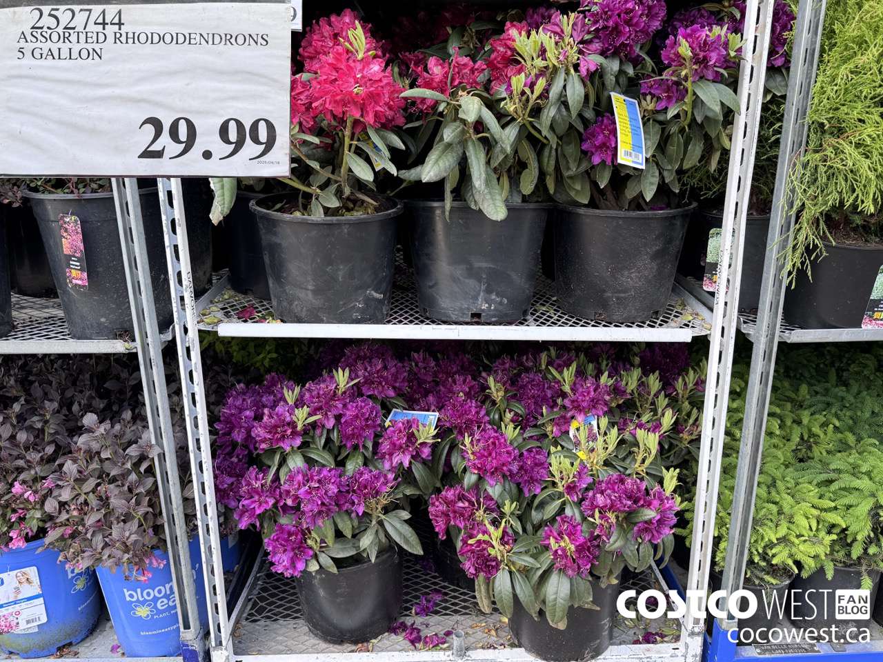 252744 ASSORTED RHODODENDRONS 5 GALLON $29.99
