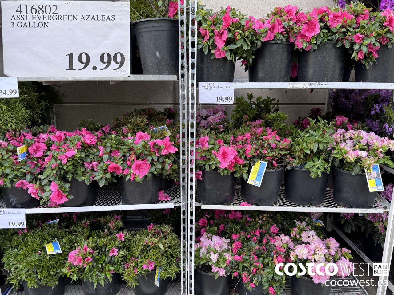 416802 ASST EVERGREEN AZALEAS 3 GALLON $19.99