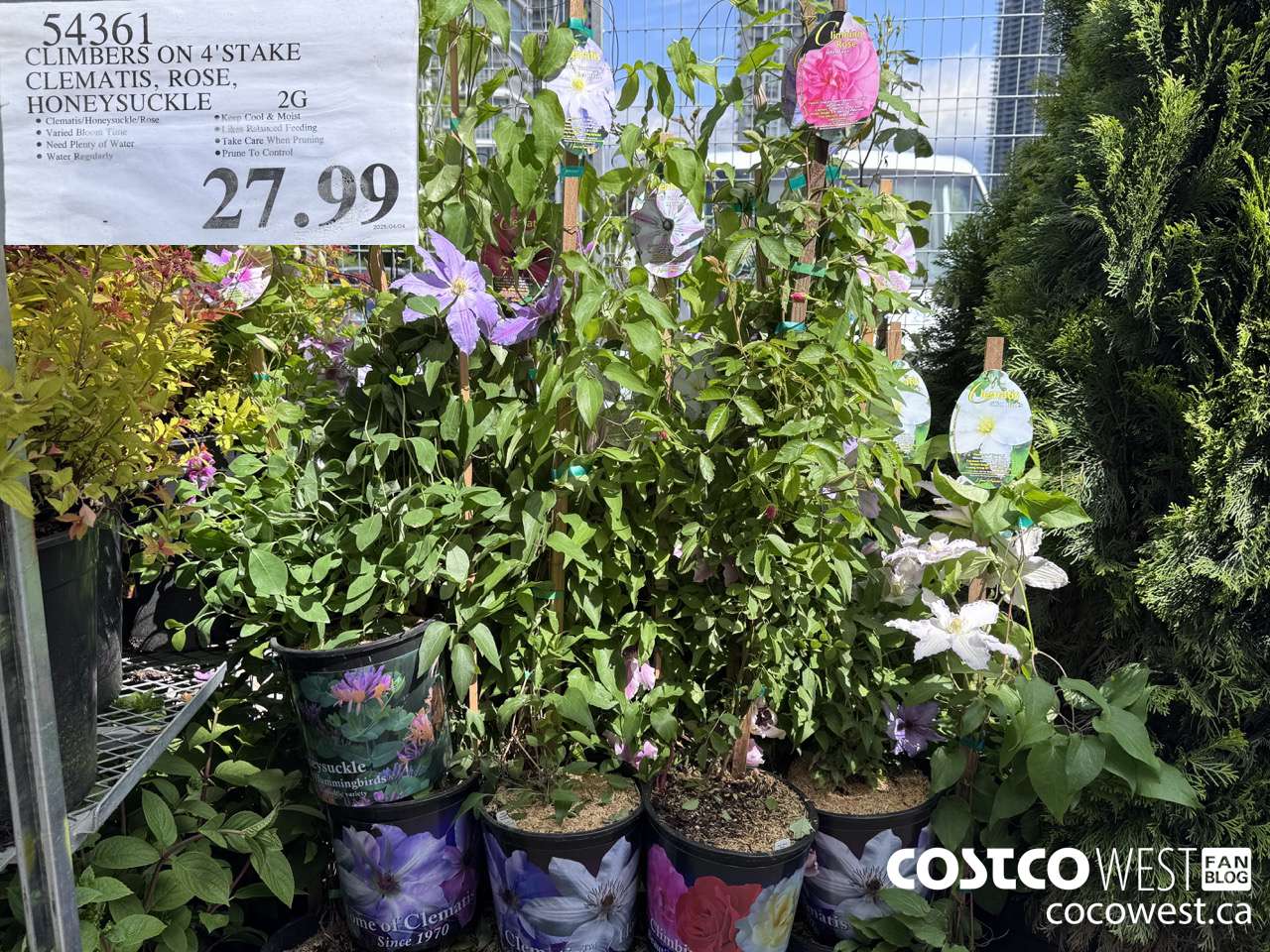 54361 CLIMBERS ON 4' STAKE CLEMATIS, ROSE, HONEYSUCKLE 2G $27.99