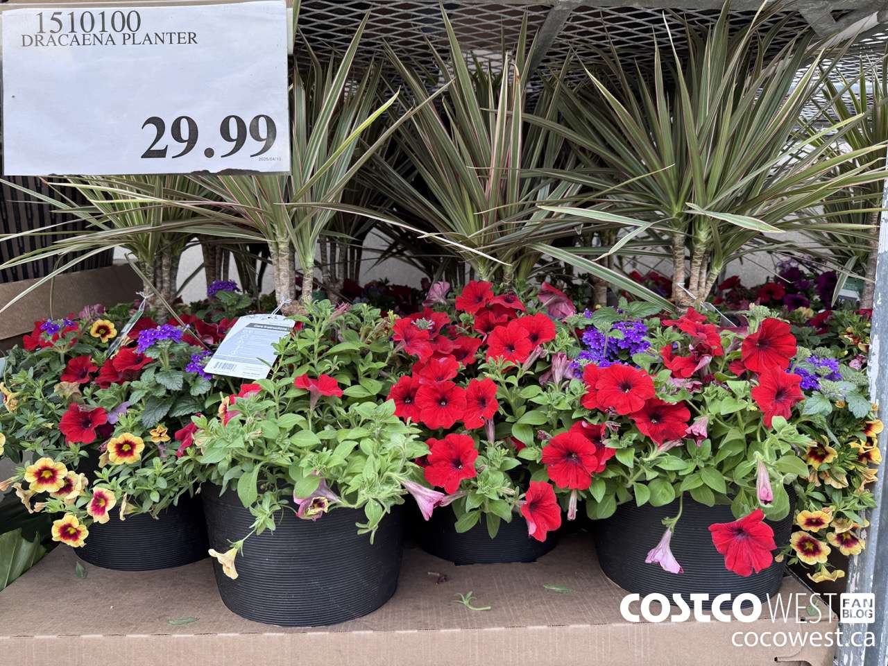 1510100 DRACAENA PLANTER $29.99