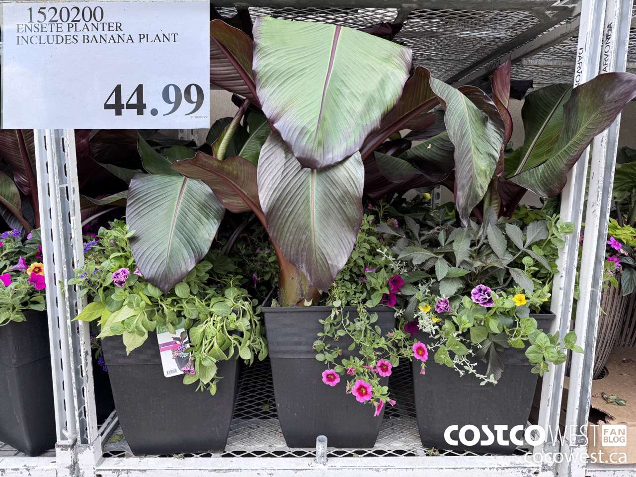 1520200 ENSETE PLANTER INCLUDES BANANA PLANT $44.99