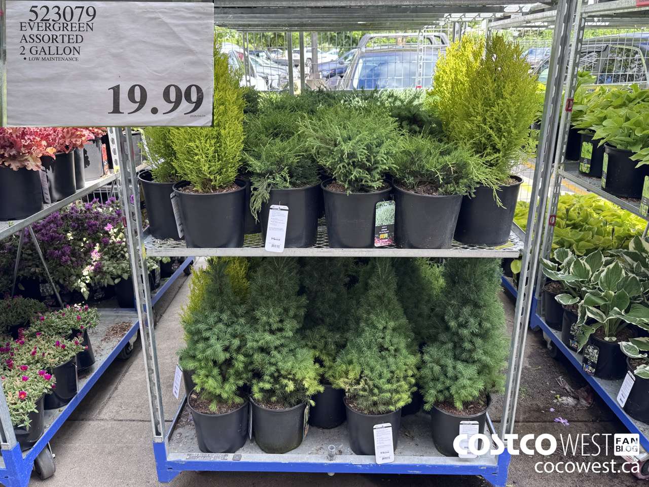 523079 EVERGREEN ASSORTED 2 GALLON $19.99