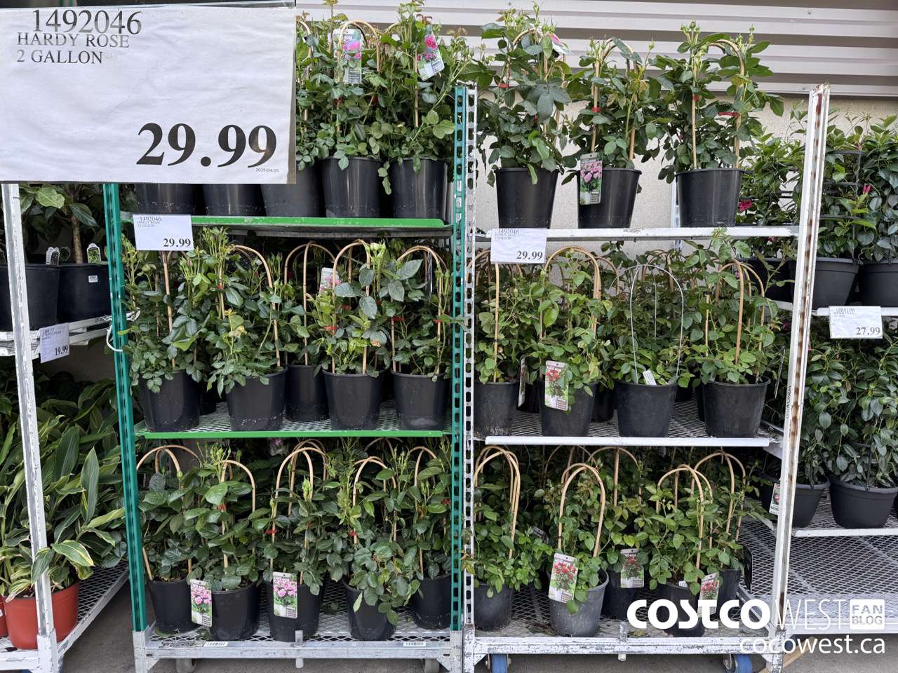 1492046 HARDY ROSE 2 GALLON $29.99