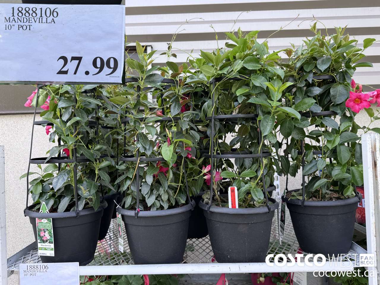 1888106 MANDEVILLA 10